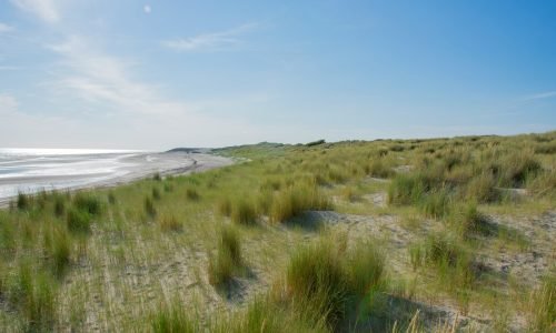 a sandy beach with grass and water in the background